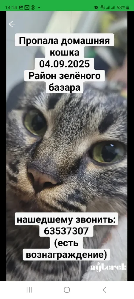 Пропала кошка Маркиза — фото 1