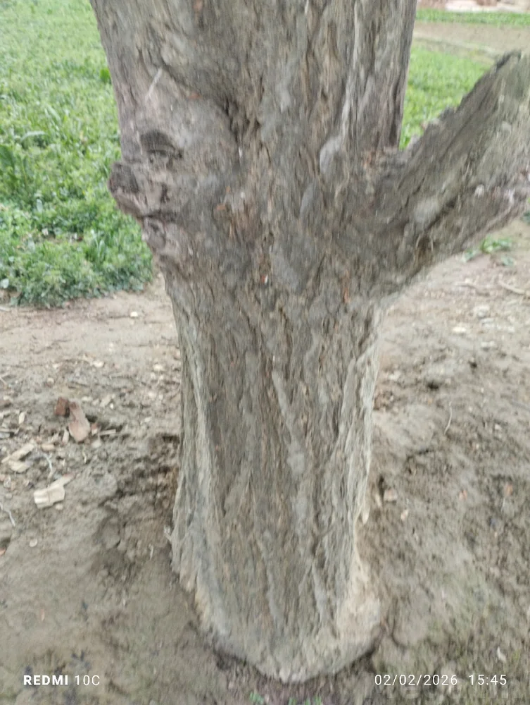 odun — фото 1