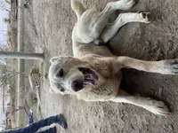 Akgus