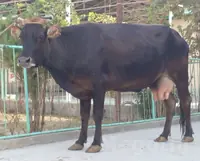 sygyr