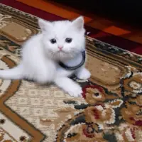 Pişik