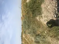 Mellek Şaher içi