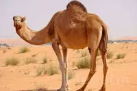 Düýe