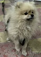 шпиц