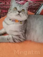 британский кот 🐱