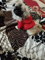 щенки пикинеса девочки