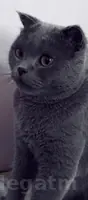 шотландский кошка