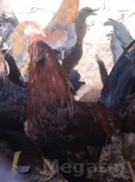 Horaz