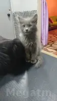 кошечки