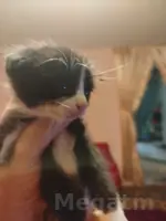 вислоухие котята