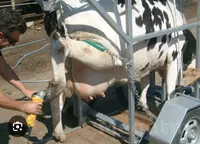 sygyr