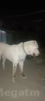 Ak gus