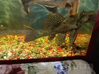 Акулий сом,Парчовый сом.