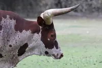 öküz