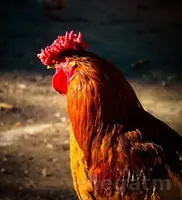 horaz