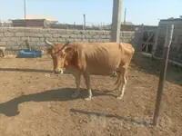 Sygyr