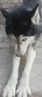 На случку