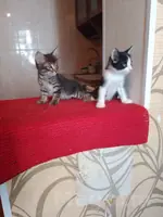 Отдадим за хорошие руки