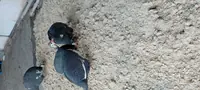 тицарки
