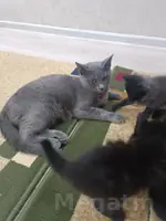 продаются котята