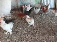 куры