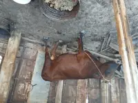 Sygyr