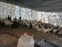 Yerli jujeler 3aylyk