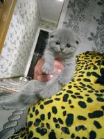 pişik