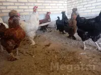 Troyka towuklar dogupdur