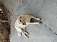 It