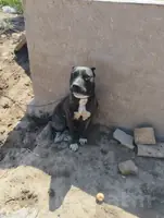 pitbul