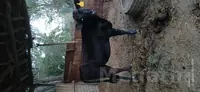 angus