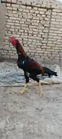 horaz