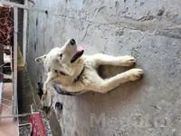 Альфа