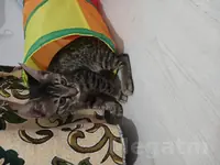 Котёнок окраса Табби