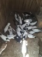 kepderi