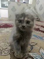 шотланская веславушка