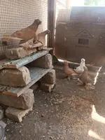 kepder