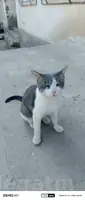 pişik arasa
