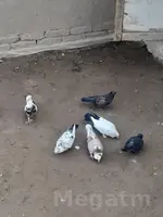 kepderi