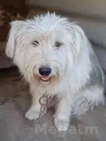 tuylek kudr
