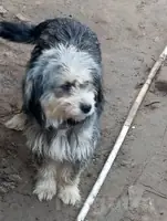 tuylek