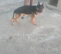 awcarka