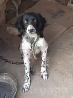 spaniel