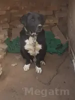 labrador