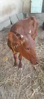 gyzyl