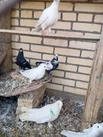 Kepderı