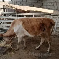 tüwe