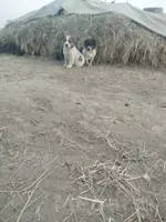köpek