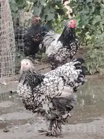 silver